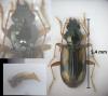 Bembidion maritimum